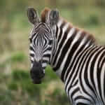 Think Like a Zebra