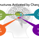 Brain Structures Activated by Change